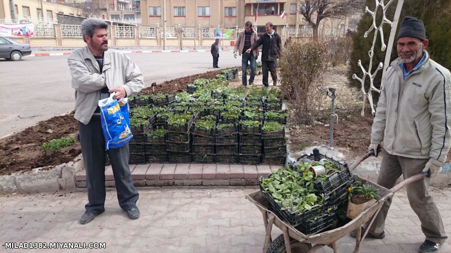 کارگران دوست داشتنی شهرداری 