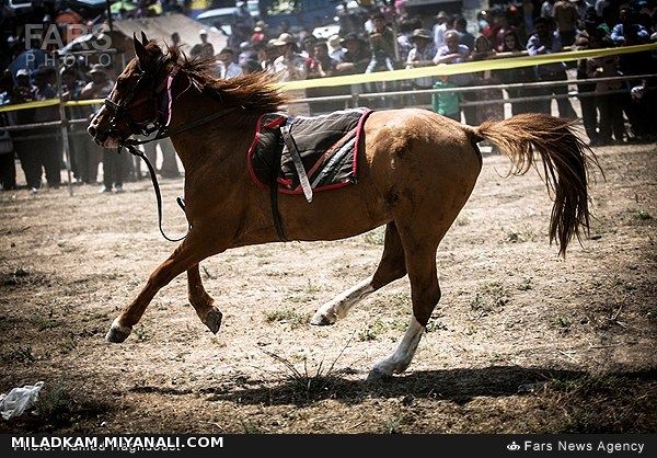 بست ویکمین جشنواره فرهنگی ورزشی عشایر شهرستان کلیبر (قره قیه)