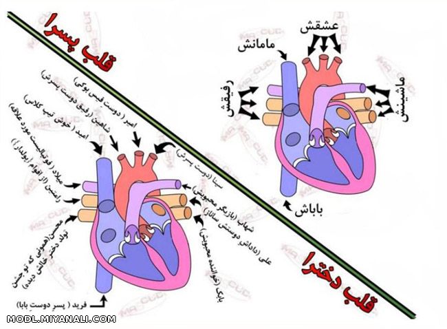 فرق قلب پسرا با قلب دخترا