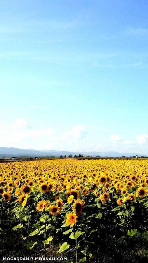 سلام ای وسیع جاری، ای پهنه نور باران، ای طراوت بی کران روزت به خیر باد