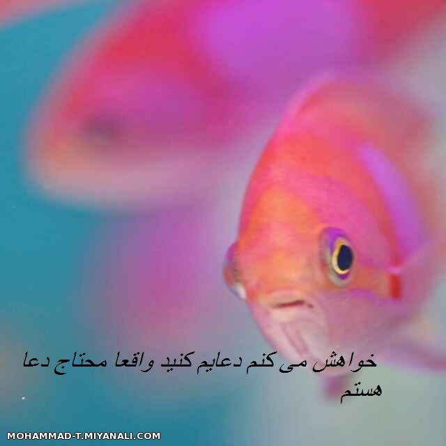 خواهش دارم از شما