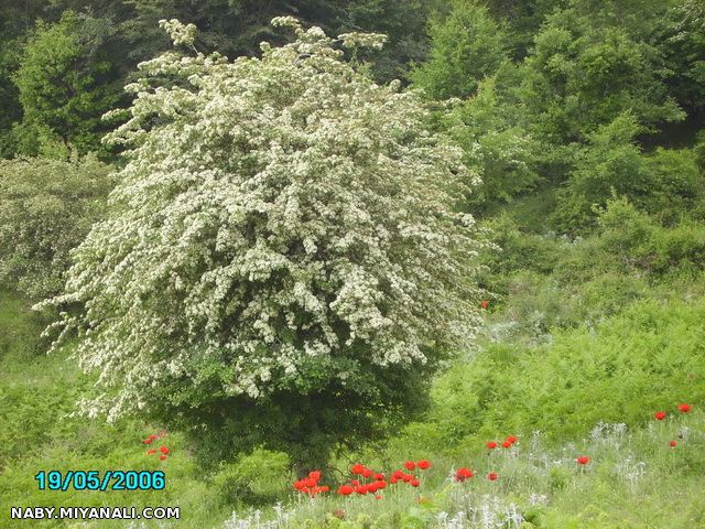 مناطق زیبا از عمارلو گیلان روستای برارود