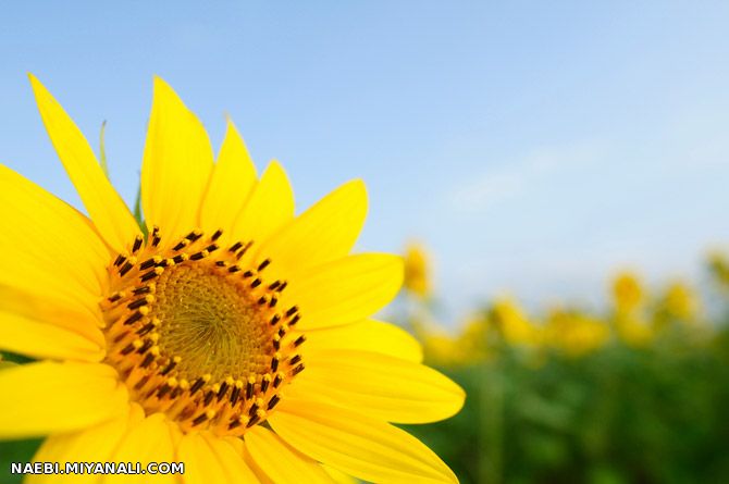 آفتاب مژده ی نوشدن را در گوش زمان نجوا می کند / آفتاب میانه