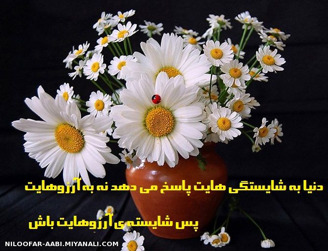 شایسته آرزوهایت