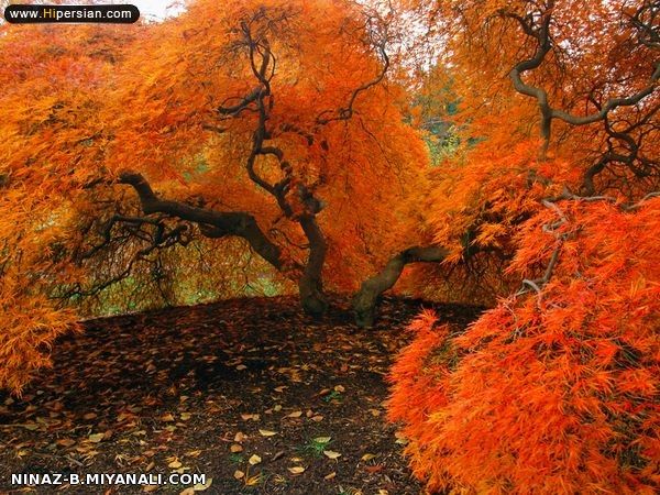 کاش همیشه پاییزمون به این زیبایی باشه