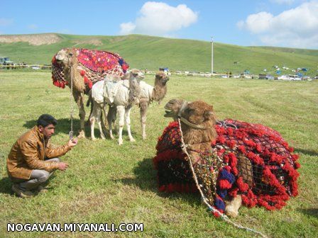 شتربان 