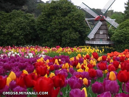 keukenhof village