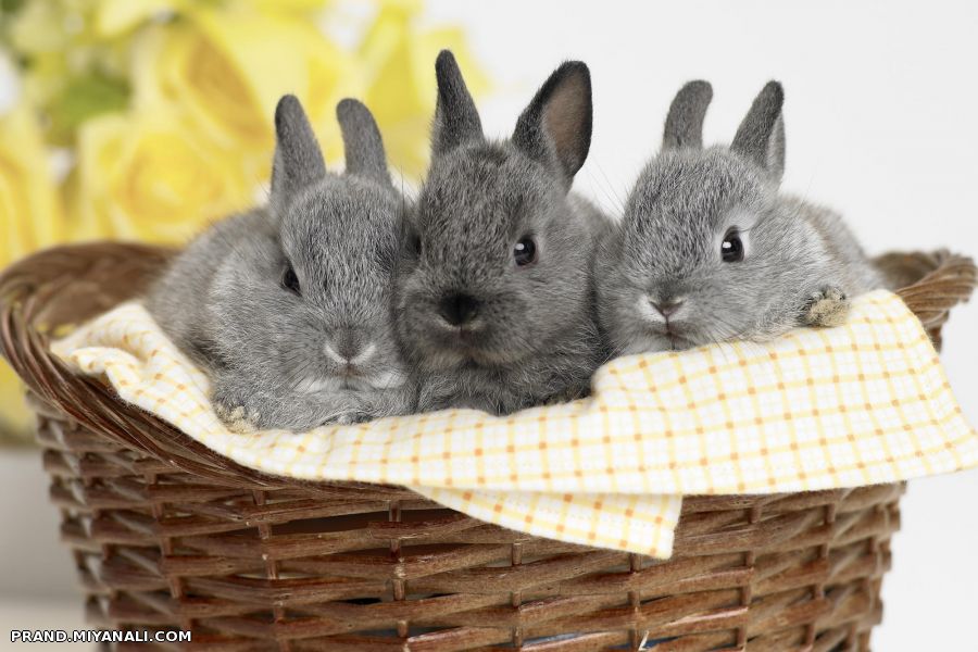 سه تا خرگوش مامانی