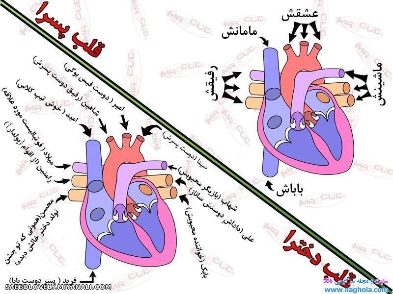 قلب دخترا وپسرا