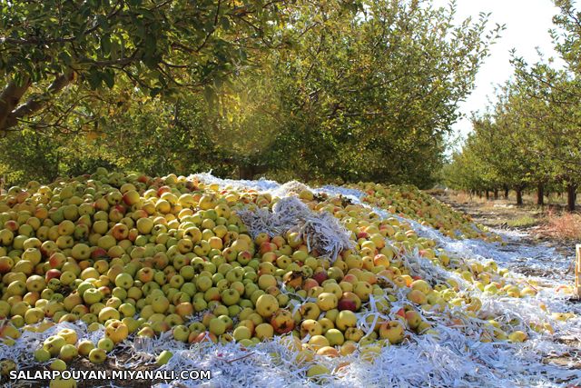 برداشت محصول سیب باغداران میانه ای/ گزارش تصویری؛ بخش ترک