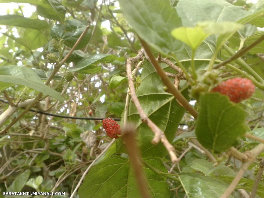 فصل توت و خوشیای چیدنش