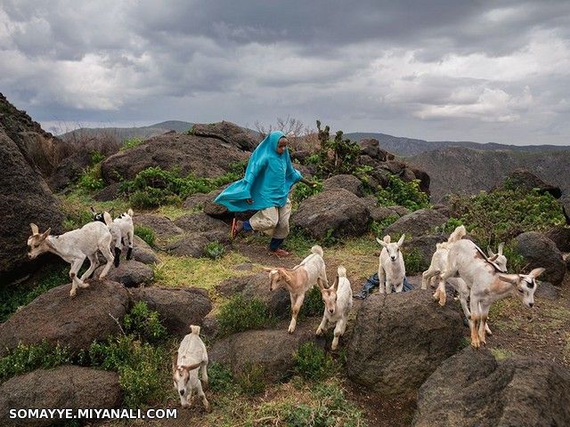 چوپان نوجوان سومالیایی