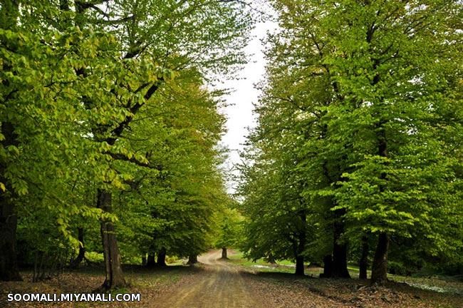 آشنایی با دهکده زیبای مازیچال در کلاردشت !+ تصاویر