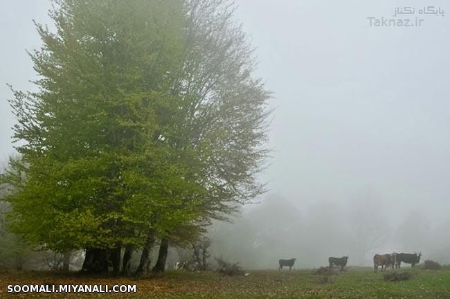  آشنایی با دهکده زیبای مازیچال در کلاردشت !+ تصاویر