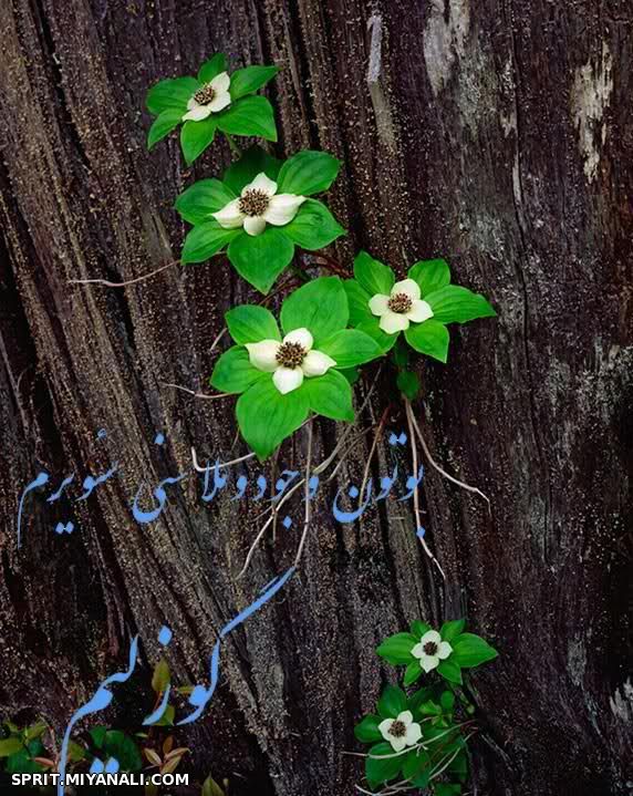 سونای قوتلو اولسون!