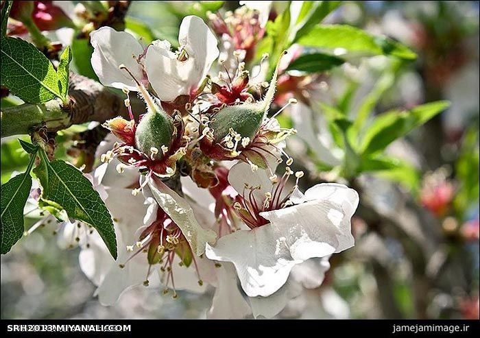 بهار آمد -عید نوروز بر همه مبارک