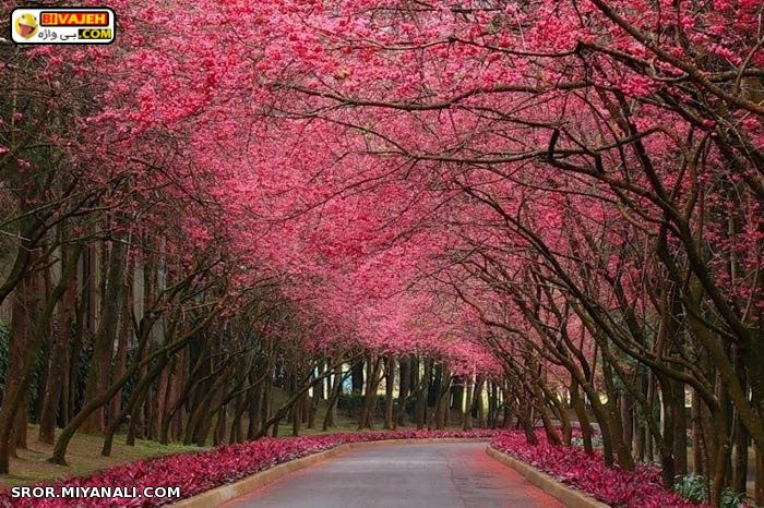 بي واژه 