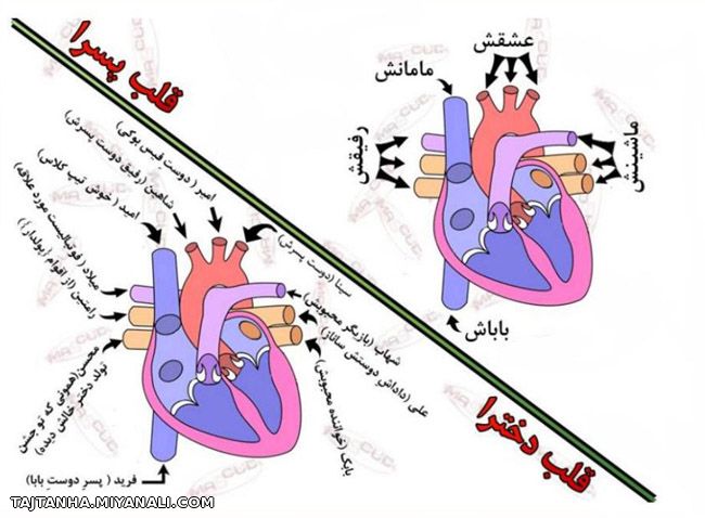 فرق قلب دخترا با پسرا