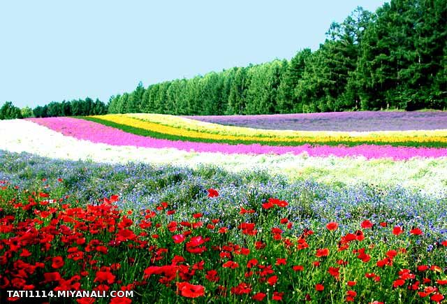 سلام دوستای گلم من اومدم