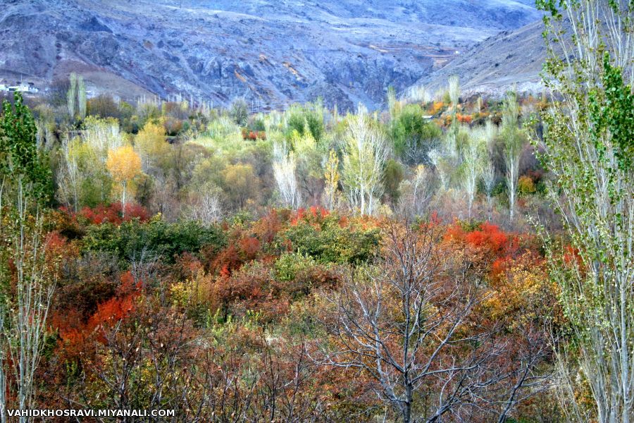 رنگهایش دل آدم را میبرد سوی خدا