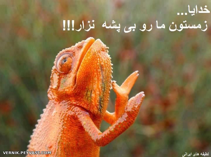 دعای مارمولک برا زمستونش:D