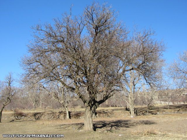 کسلان