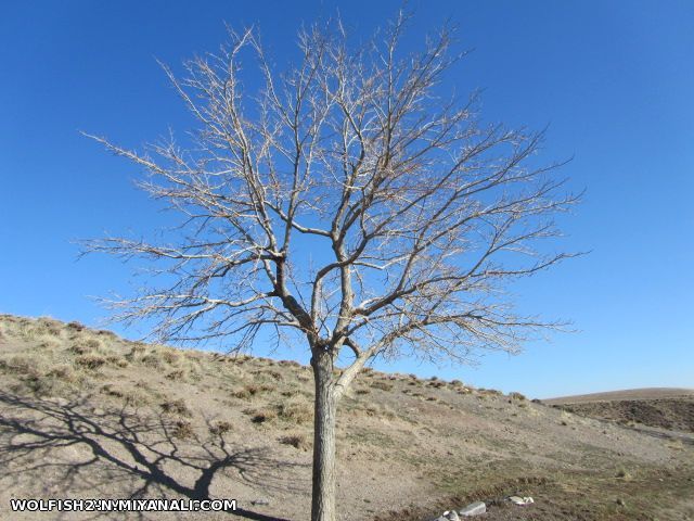 کسلان