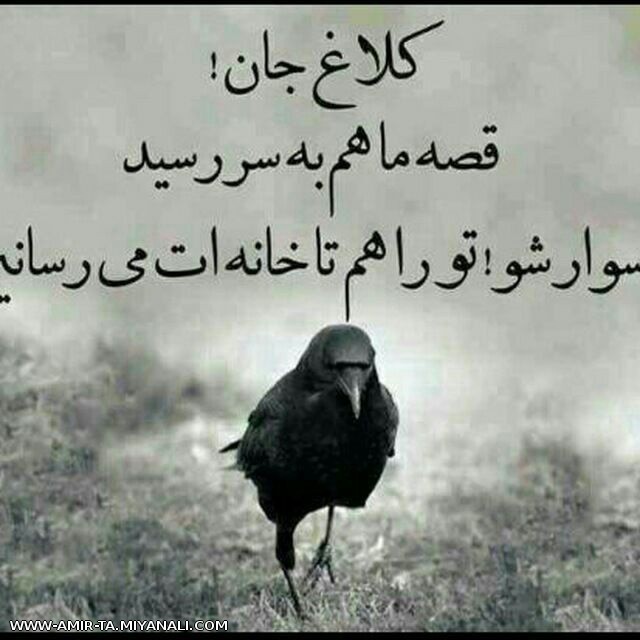 کرایه هم لازم نی