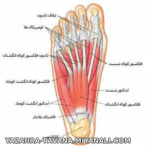 فیزیوتراپی ولیزردرمانی توانا