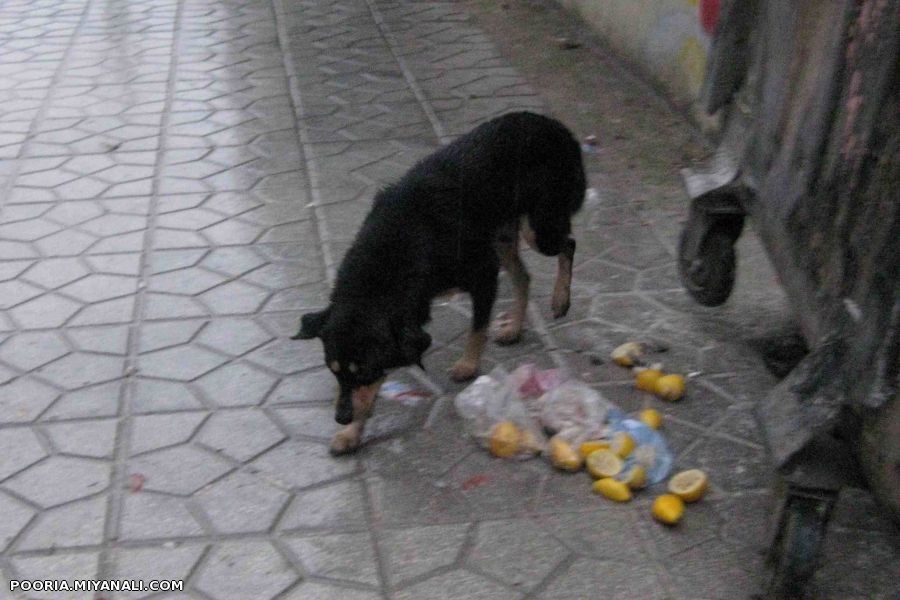 سگ خیابانی