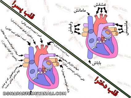 قلب دخترها و پسرها